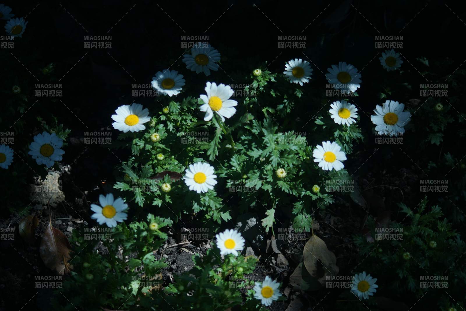 夜色中的雏菊-摄影图