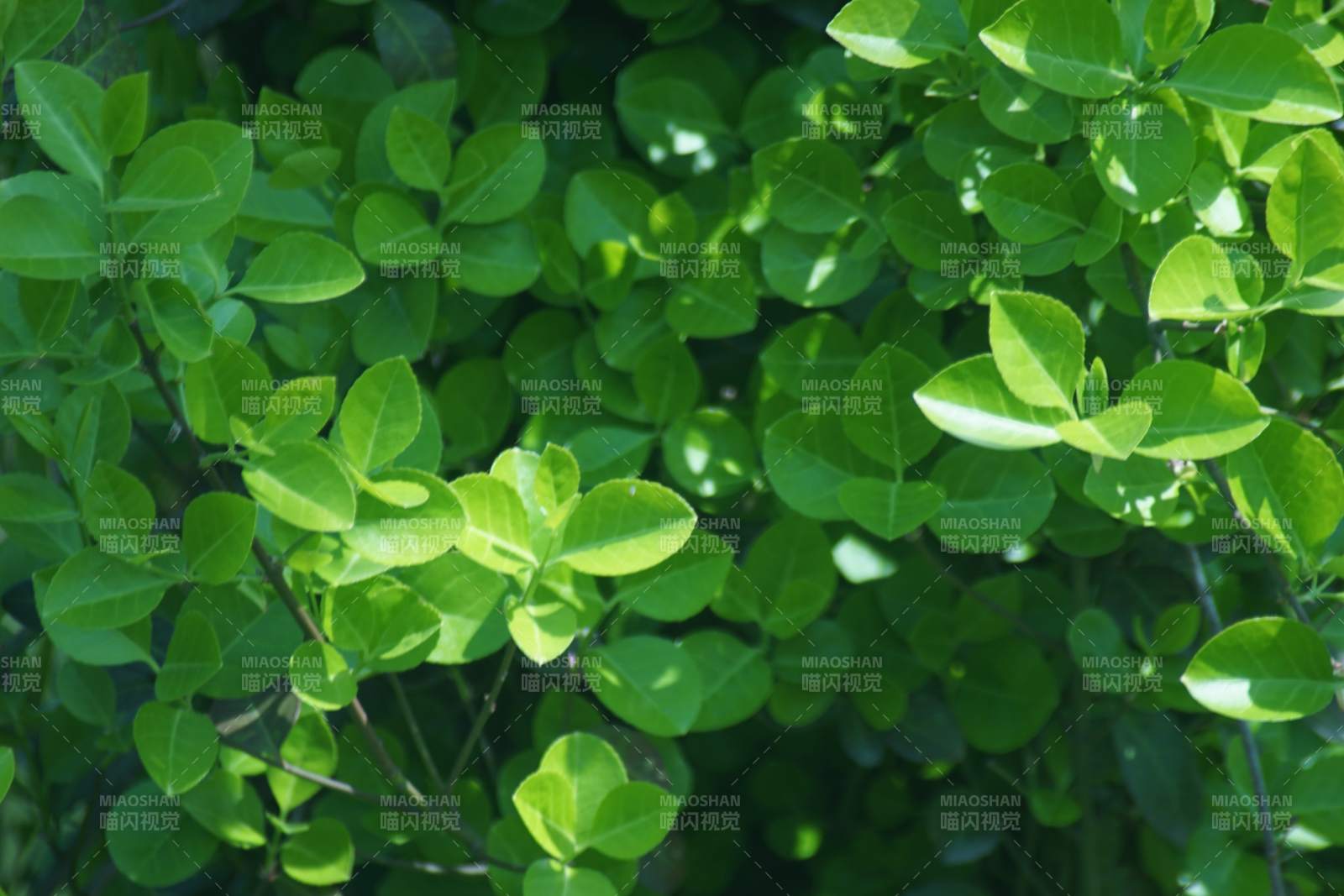 绿叶繁茂生机盎然-摄影图