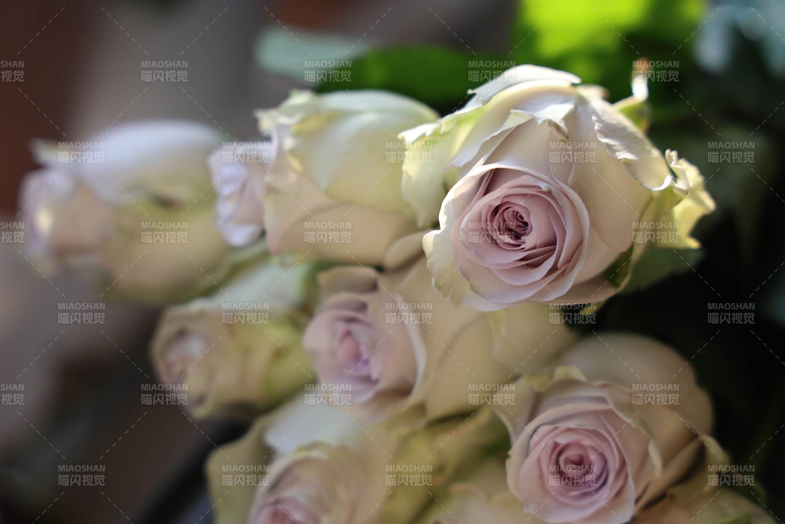 淡雅白玫瑰绽放-摄影图