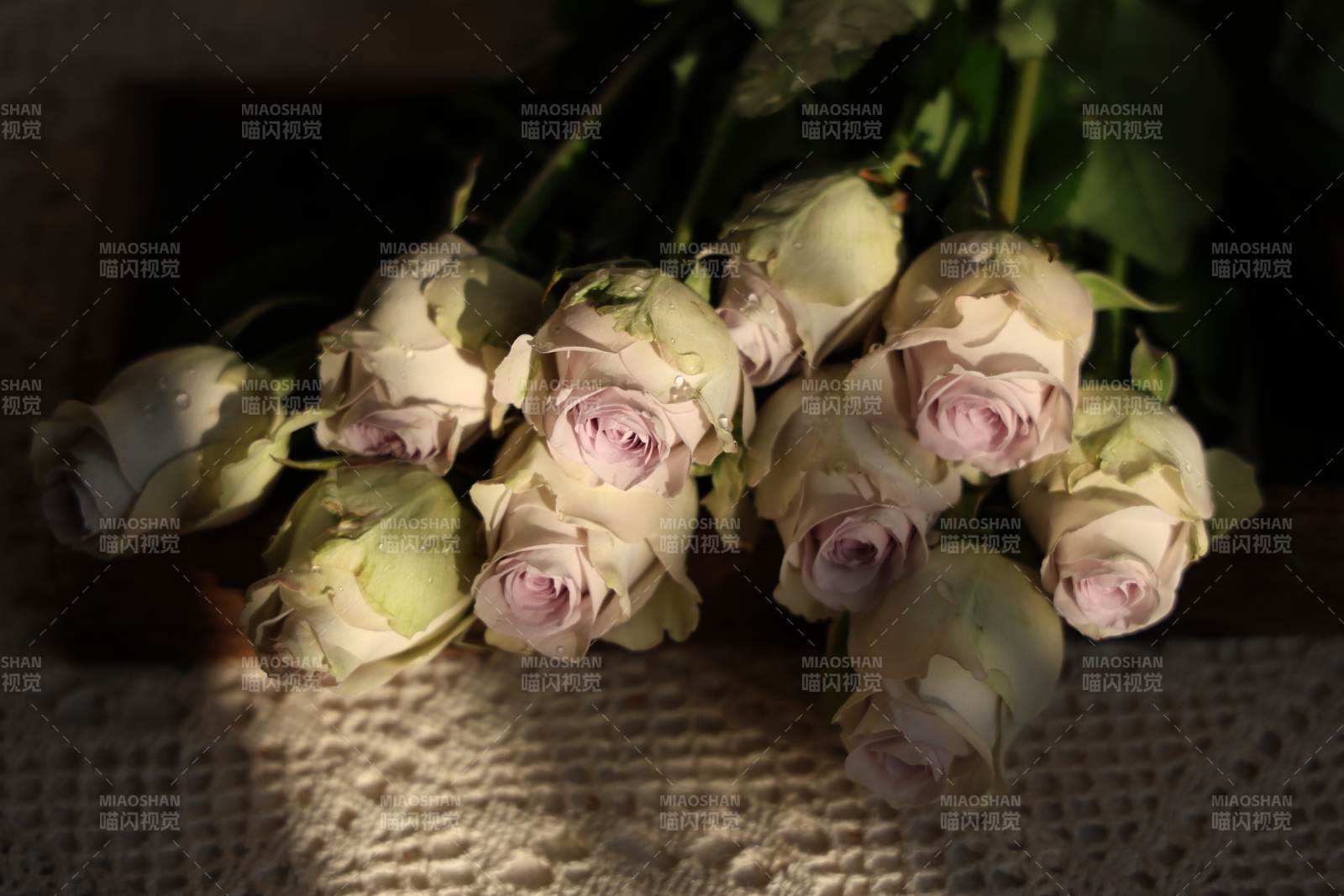 淡雅玫瑰静谧绽放-摄影图