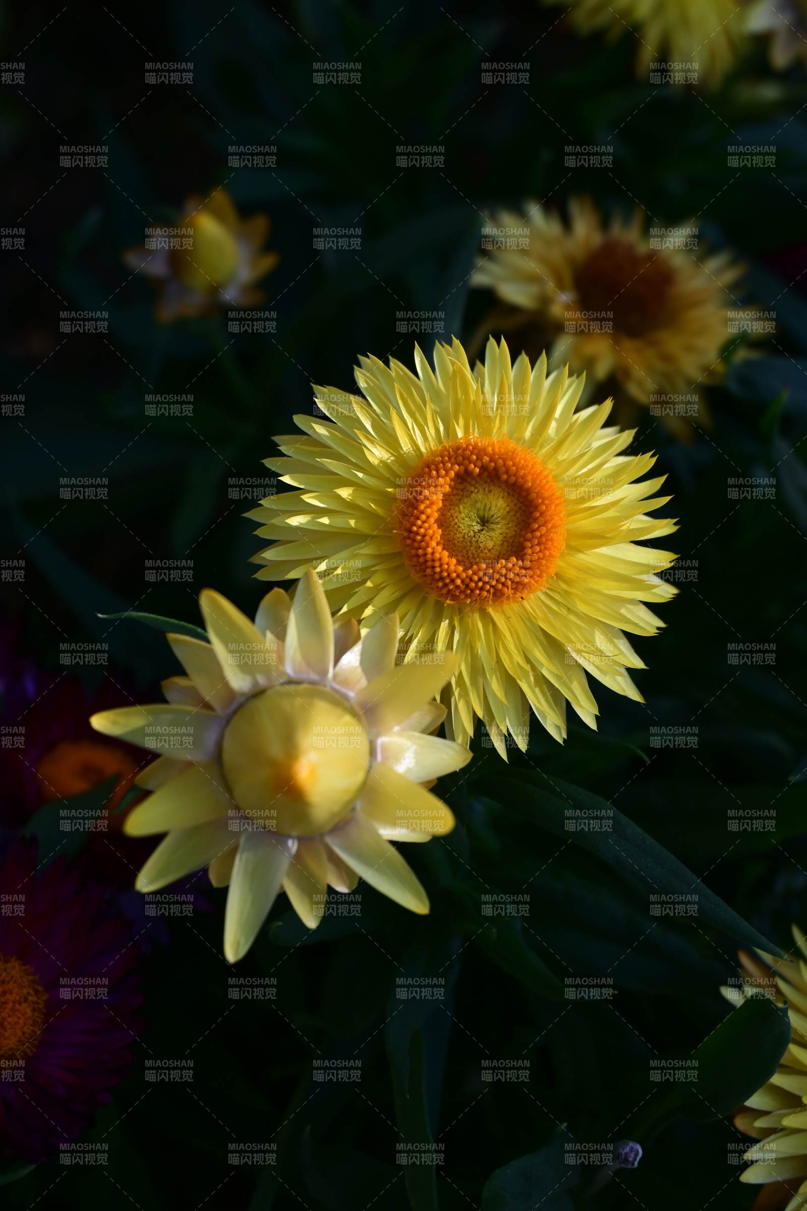 金黄花绽放-摄影图