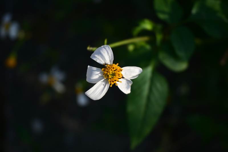 白花黄蕊-摄影图