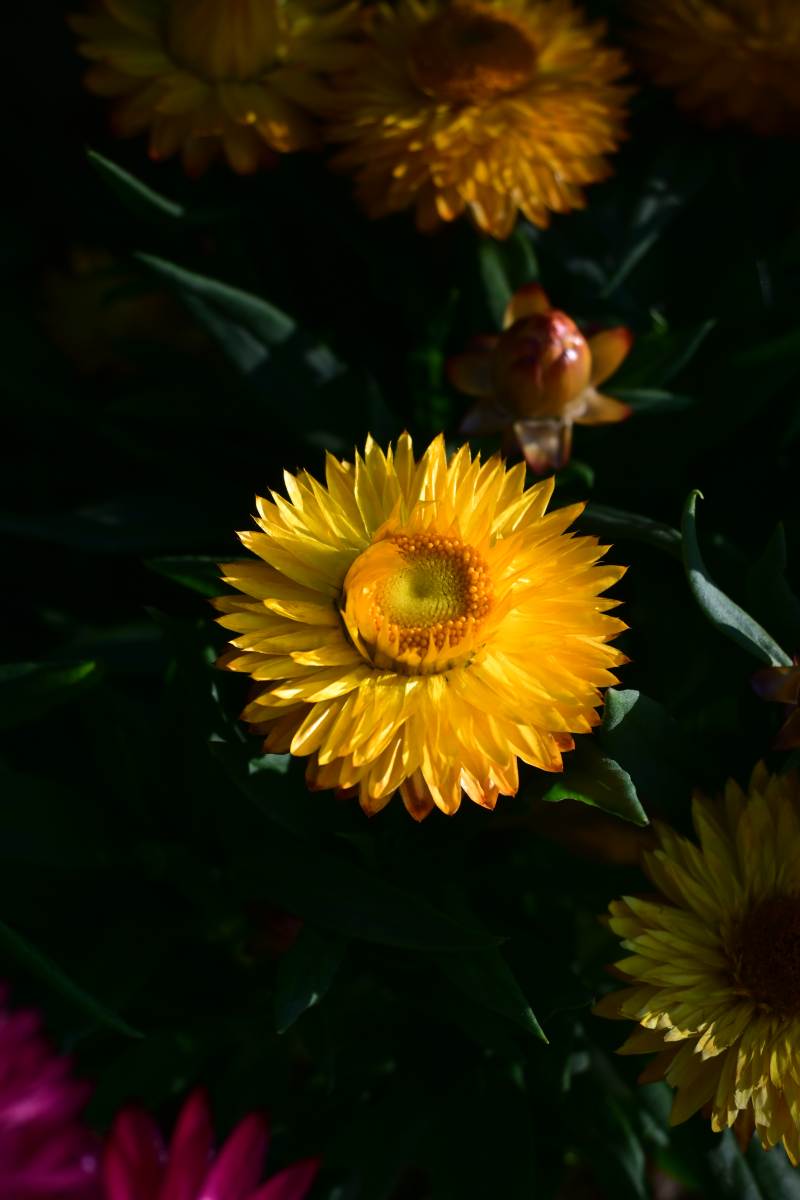 金黄菊花绽放-摄影图