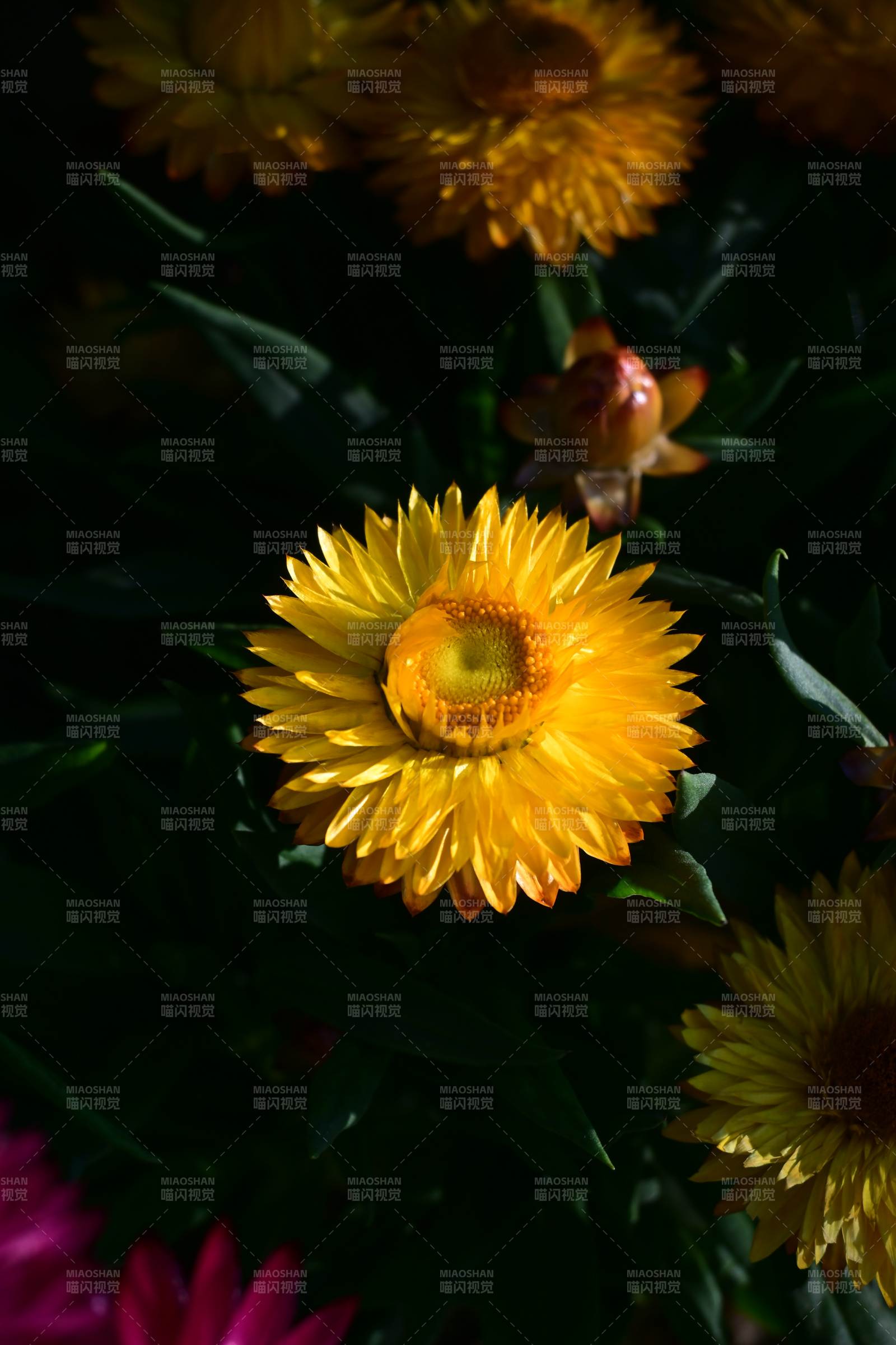 金黄菊花绽放-摄影图