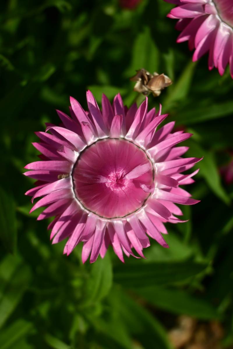 粉红星花绽放-摄影图