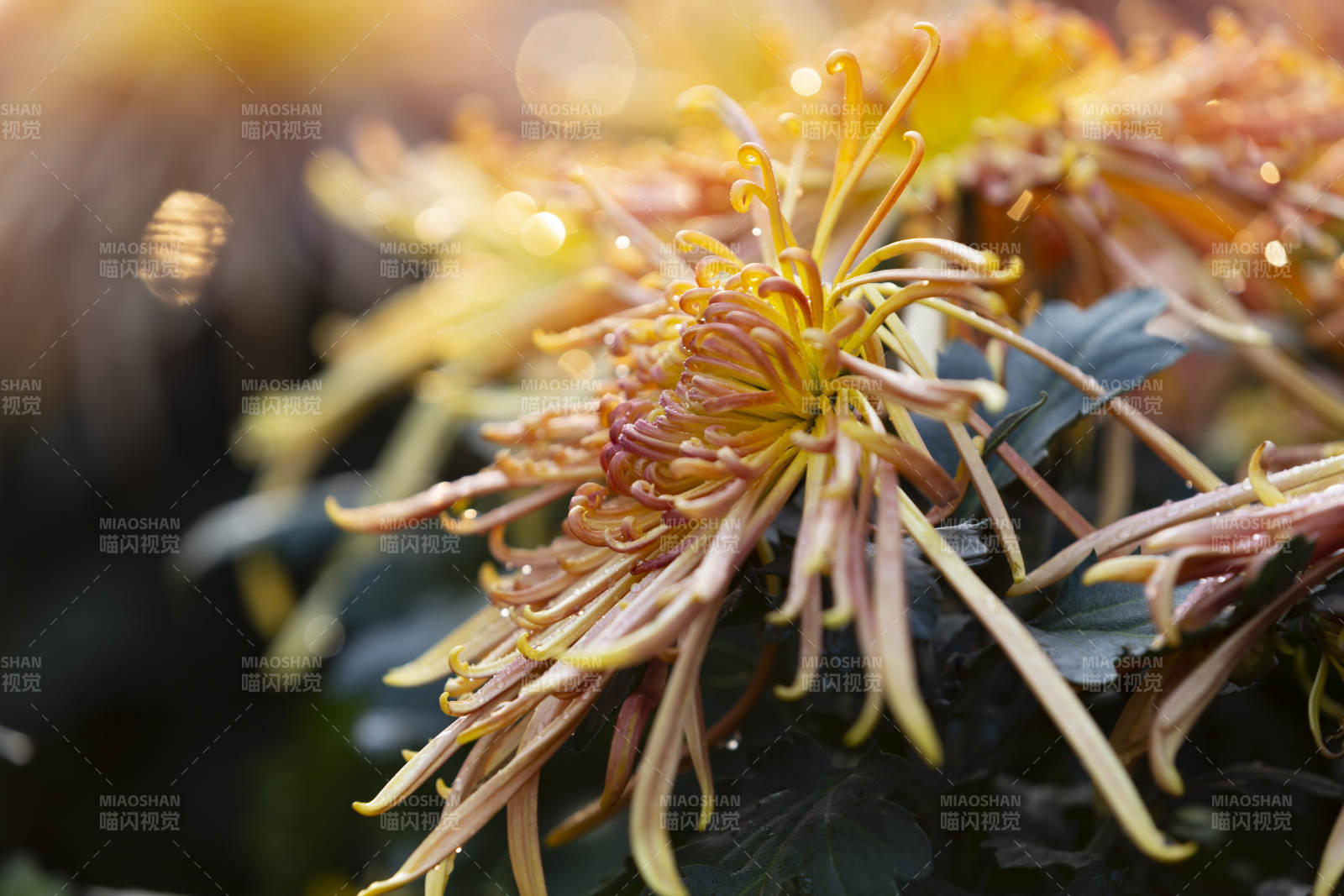 秋菊绽放-摄影图