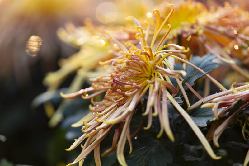 秋菊绽放-摄影图