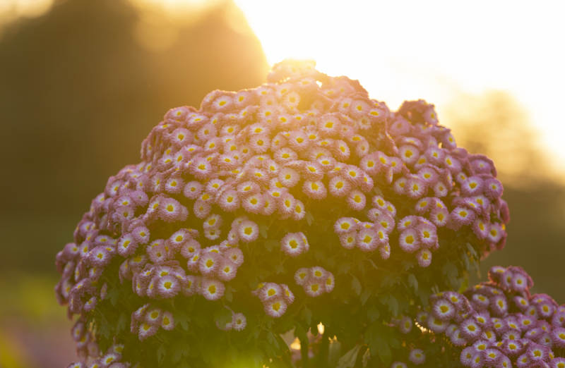 夕陽(yáng)下的紫花綻放-攝影圖