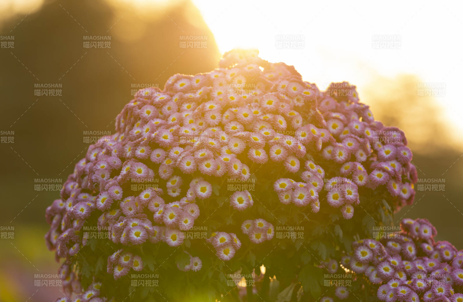 夕陽下的紫花綻放-攝影圖