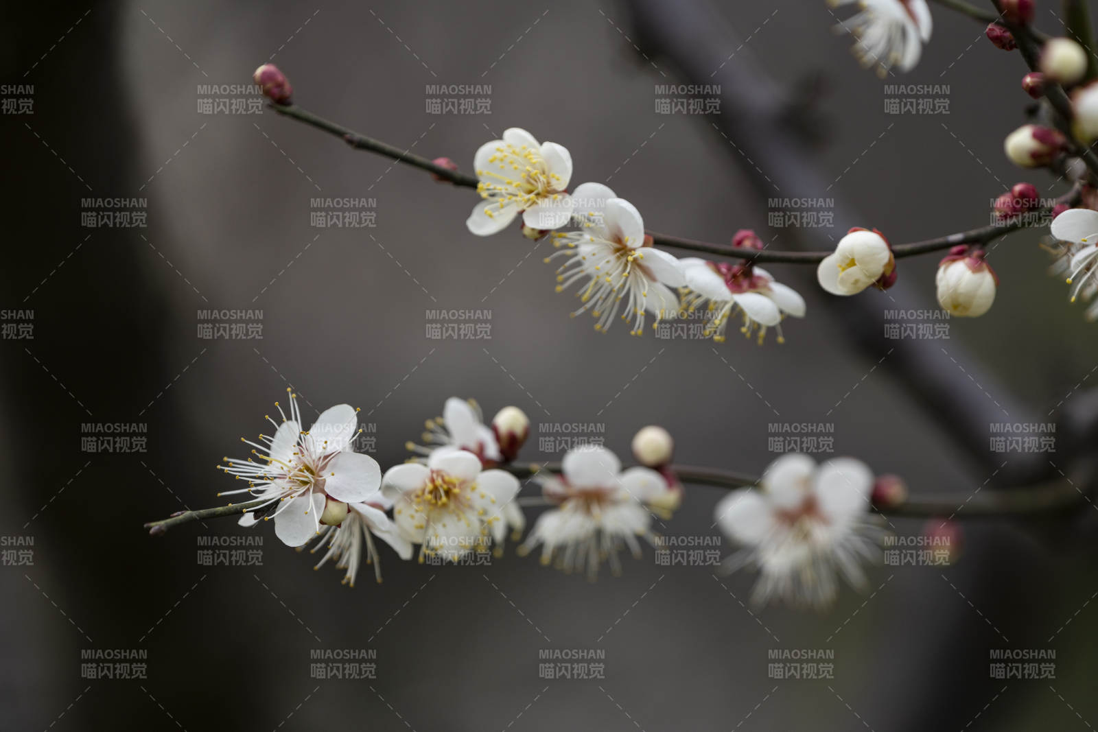 梅花绽放枝头-摄影图