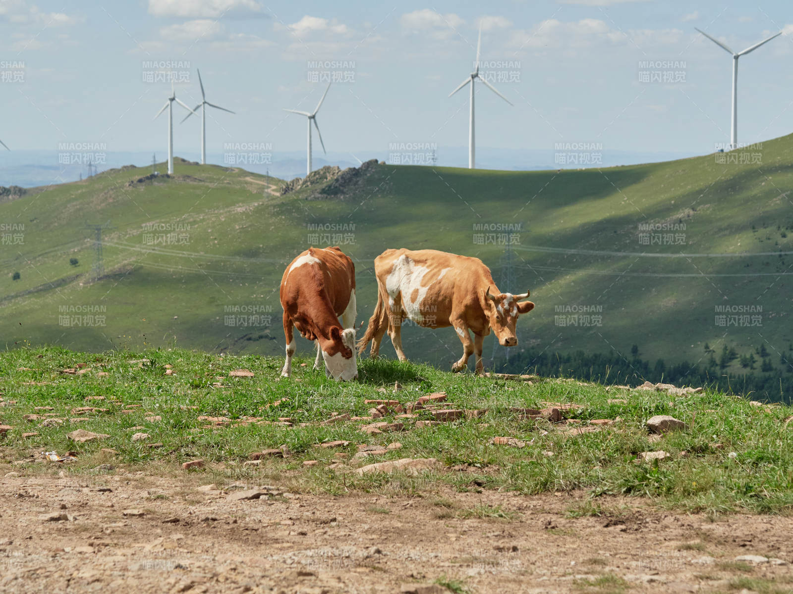 丰宁县云中草原上的牛群与风力发电-摄影图