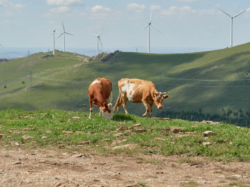 丰宁县云中草原上的牛群与风力发电-摄影图