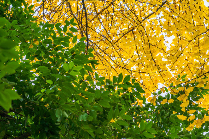 秋叶黄绿交织-摄影图