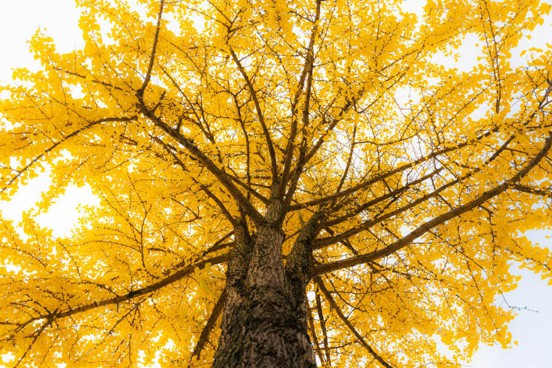 金秋銀杏樹(shù)-攝影圖
