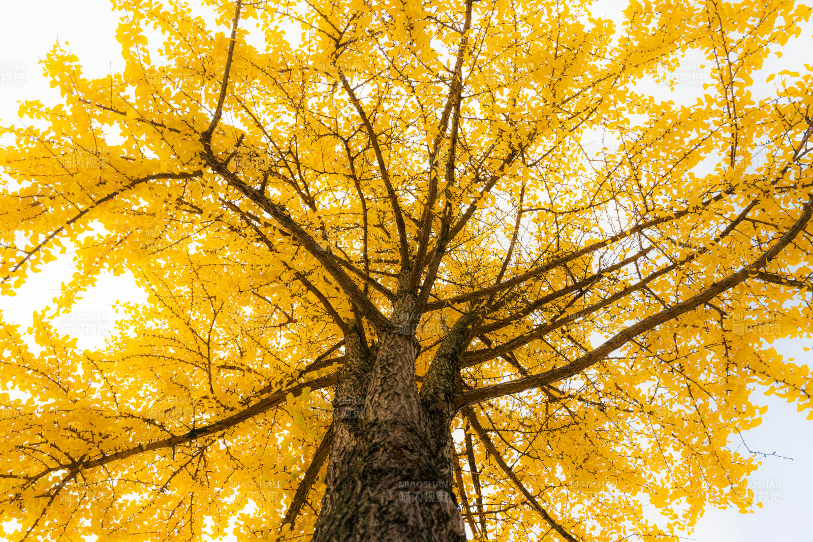 金秋银杏树-摄影图