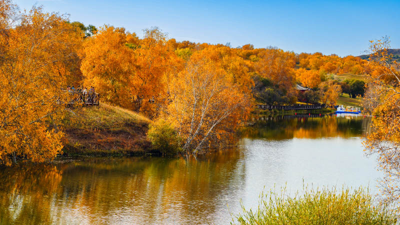 乌兰布统公主湖金叶映水-摄影图