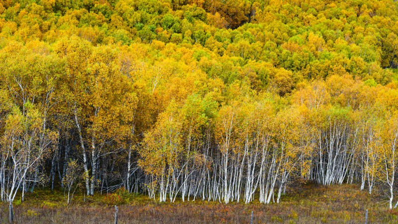 秋林金黃-攝影圖