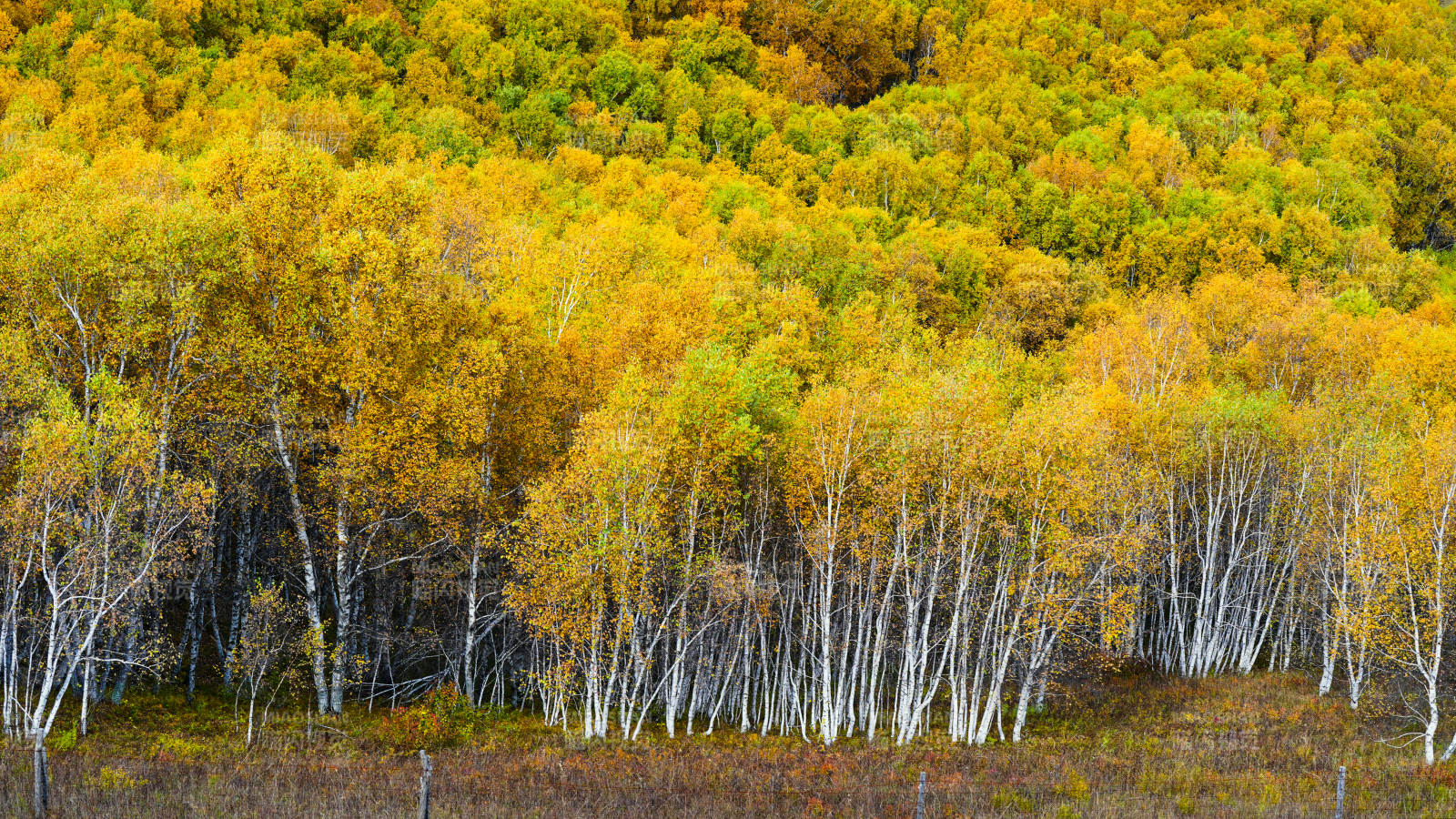 烏蘭布統(tǒng)秋林金黃-攝影圖