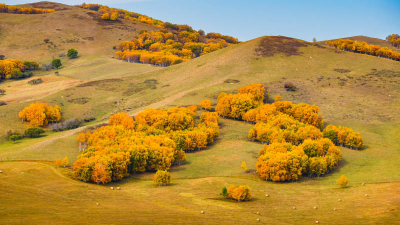 乌兰布统秋山金叶-摄影图