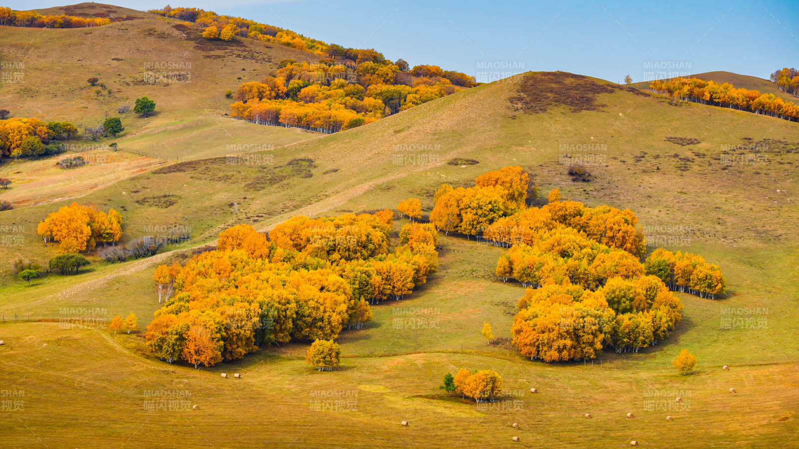 乌兰布统秋山金叶-摄影图