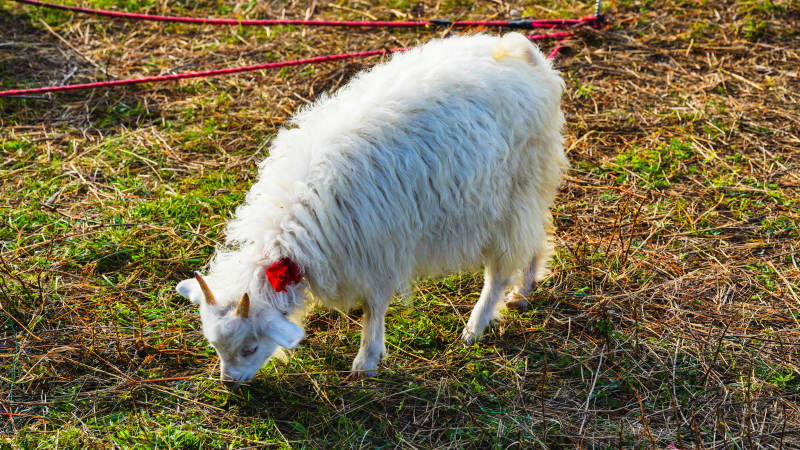 白羊低头吃草-摄影图
