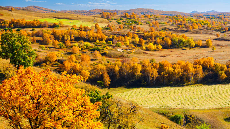 乌兰布统秋日田野风光-摄影图