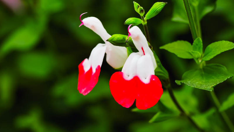 红白相间的花朵-摄影图