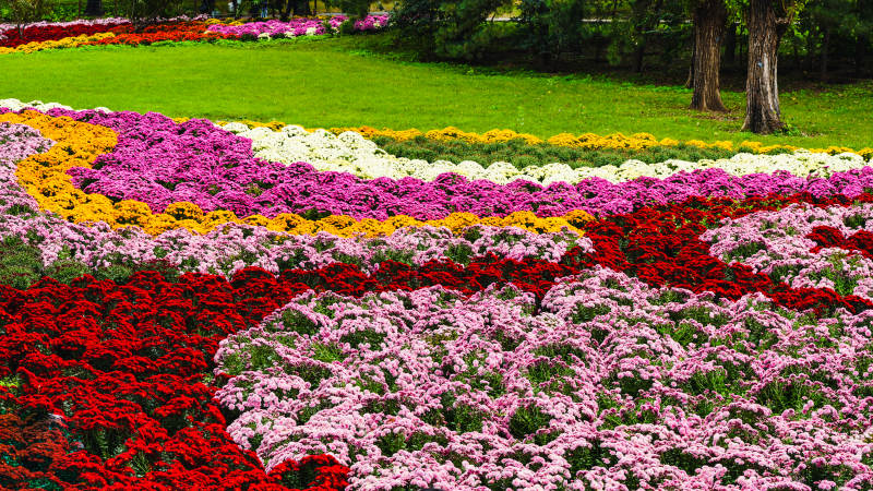 花海绚烂绽放-摄影图