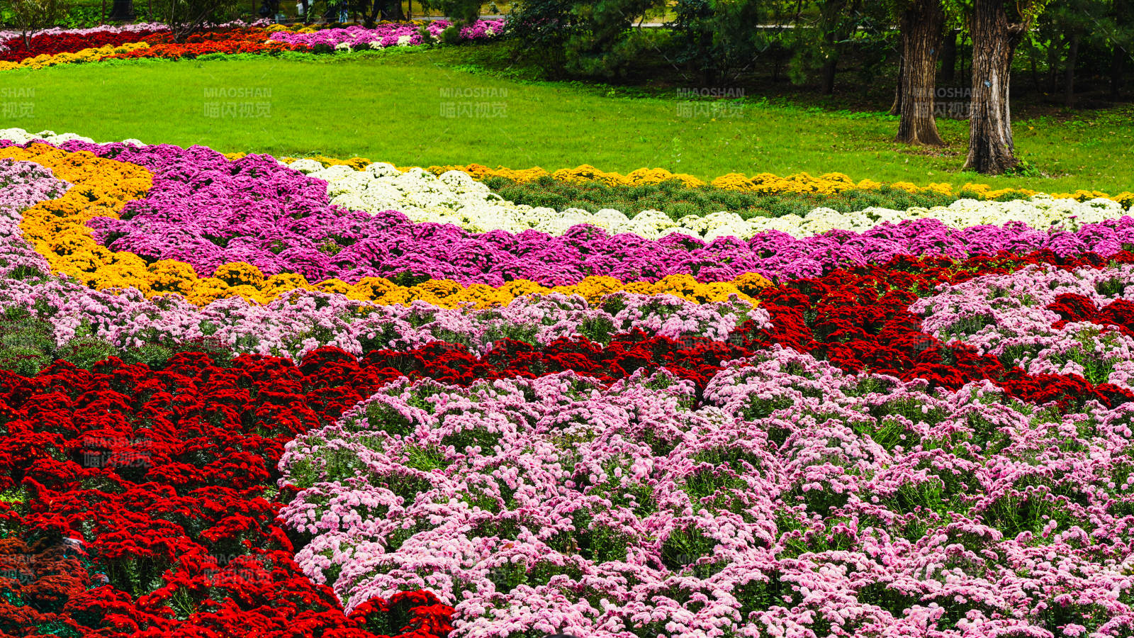 花海绚烂绽放-摄影图