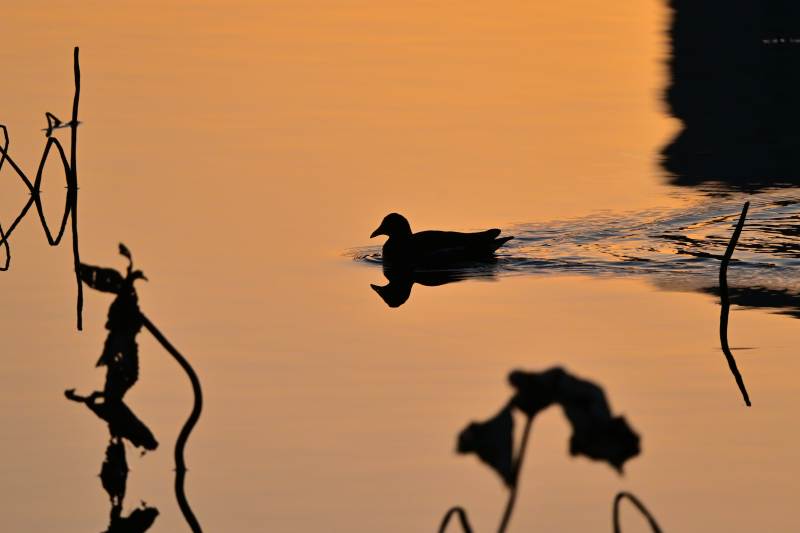 暮色湖鸭影-摄影图