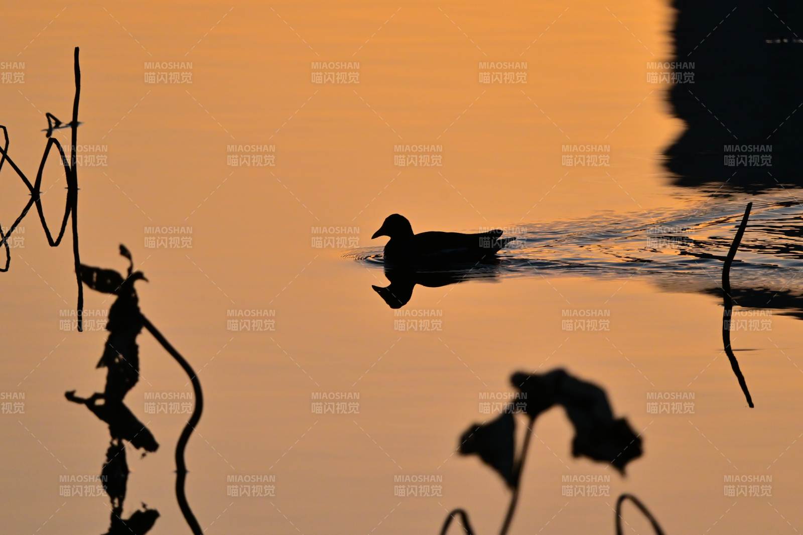 暮色湖鸭影-摄影图