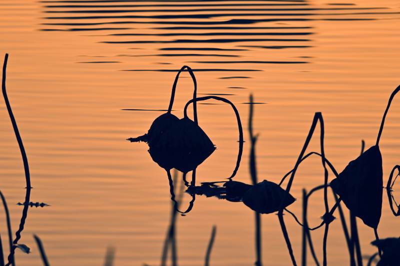 夕照荷影-摄影图