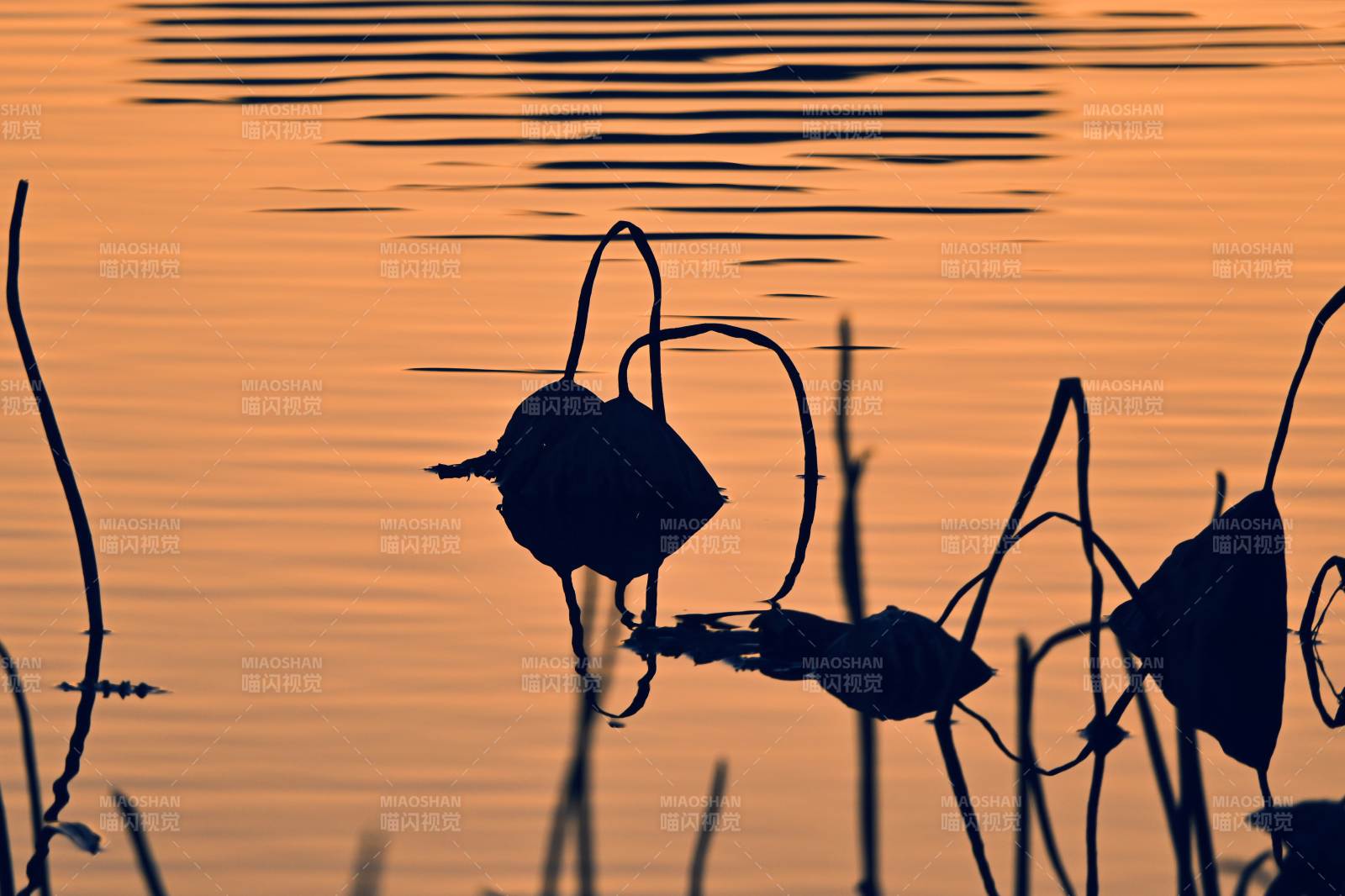 夕照荷影 符号化的残荷-摄影图
