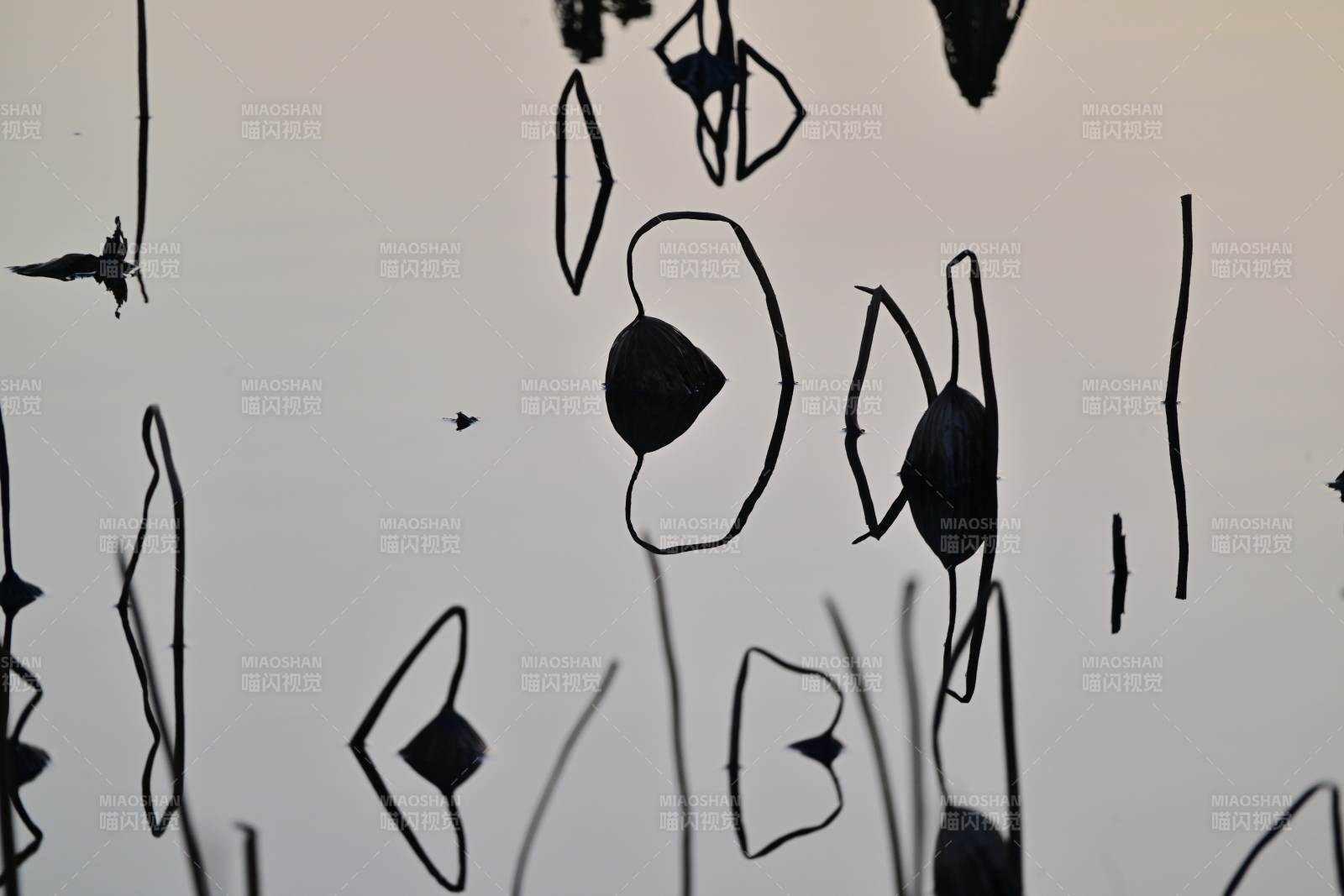 抽象线条艺术 残荷-摄影图