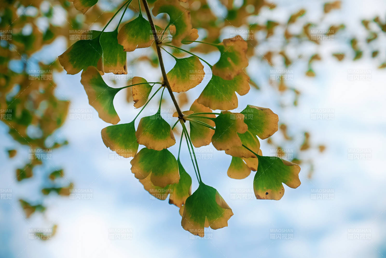 银杏叶随风轻舞-摄影图