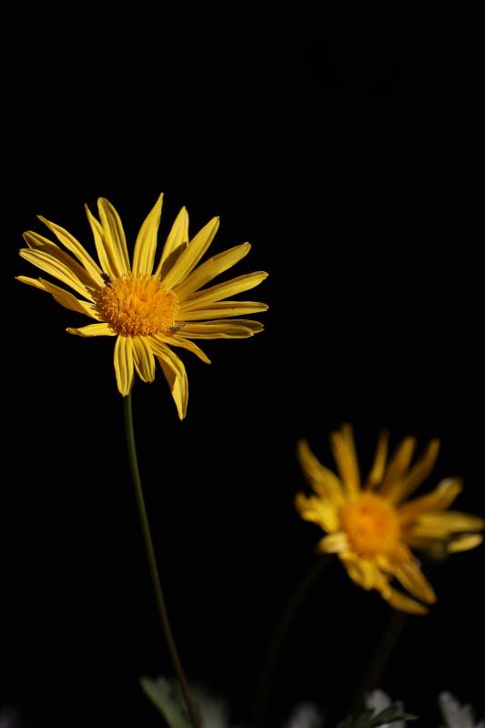 黄菊绽放夜色中-摄影图