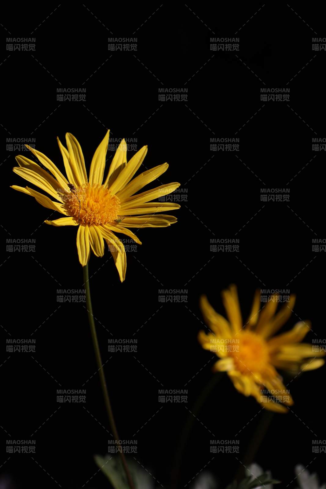 黄菊绽放夜色中-摄影图