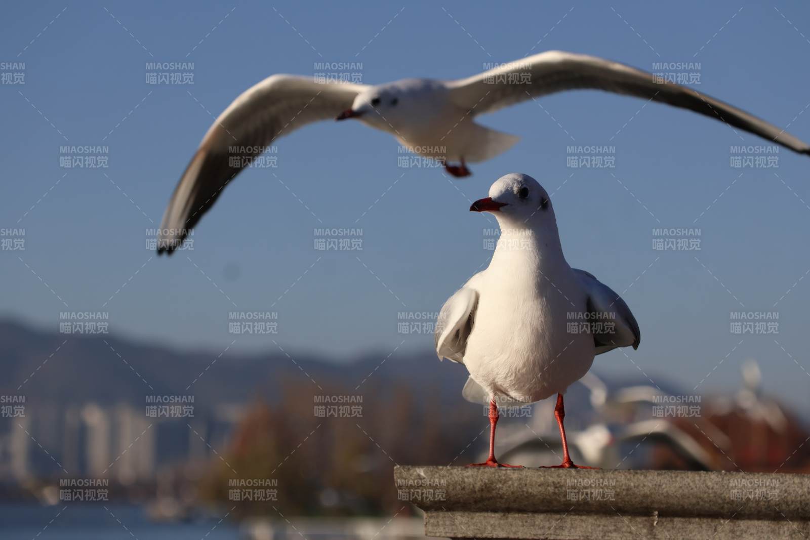 海鷗翱翔湖畔-攝影圖