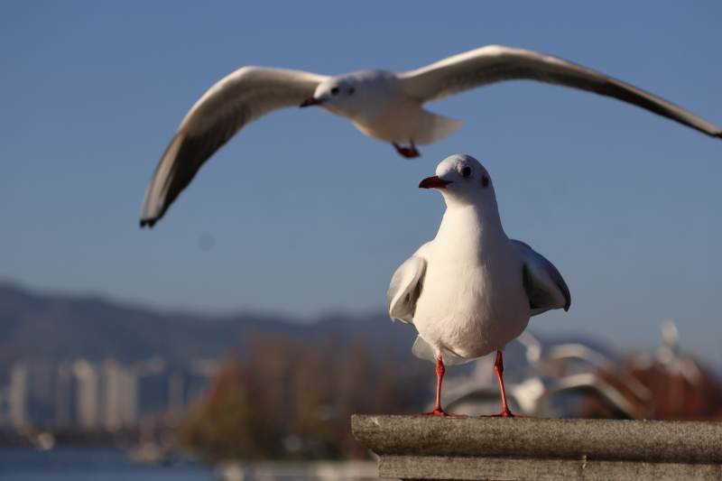 海鸥翱翔湖畔-摄影图