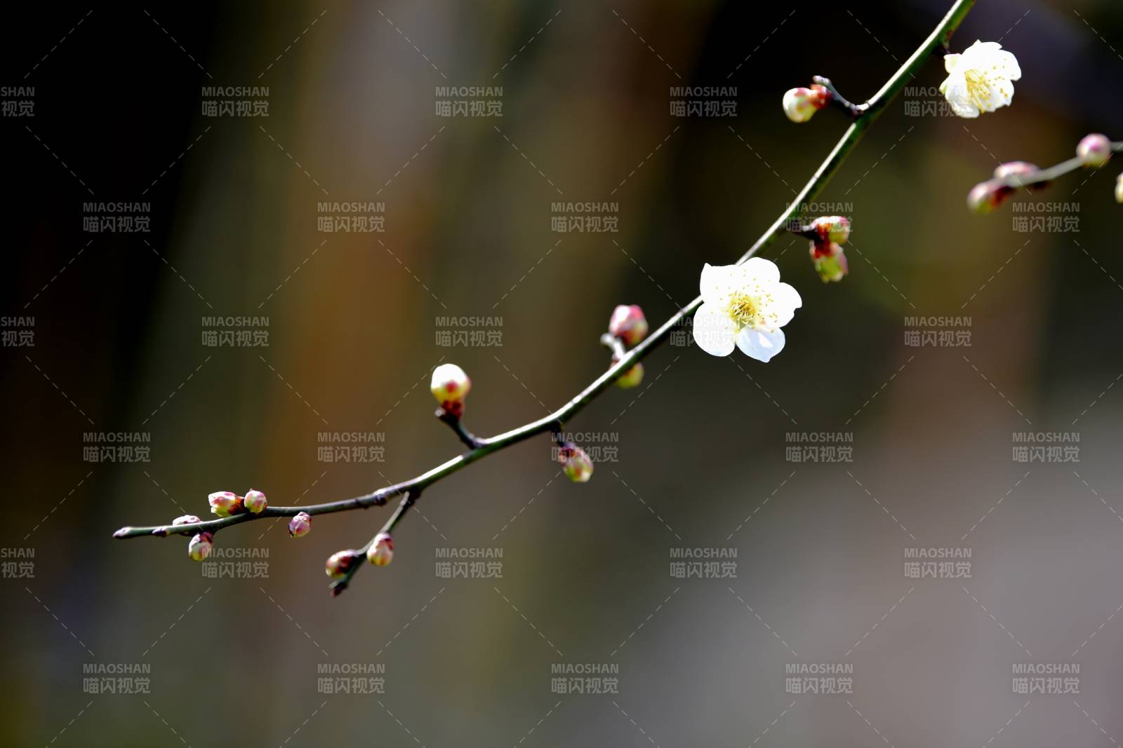 梅花绽放枝头-摄影图