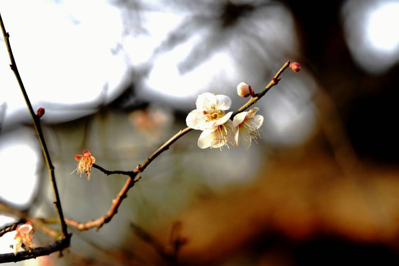 梅花绽放枝头-摄影图