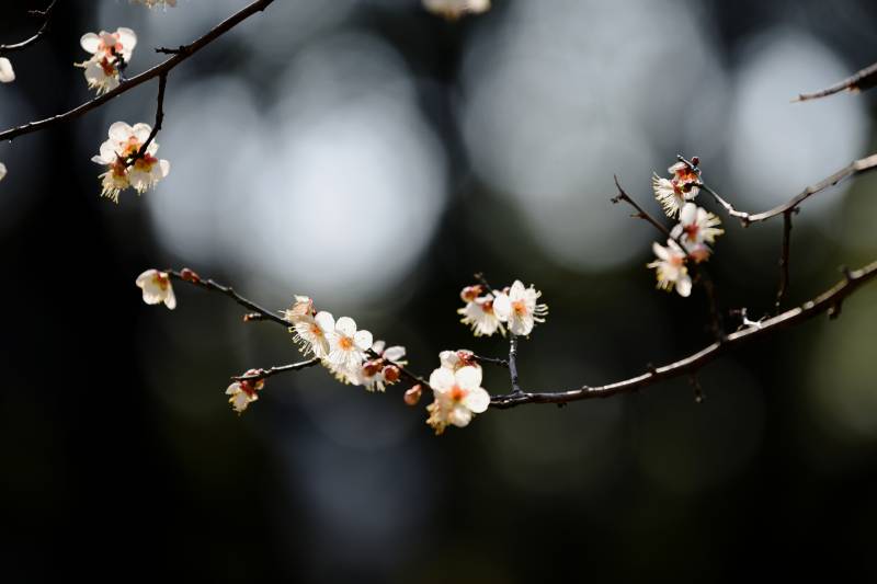 春日樱花绽放-摄影图