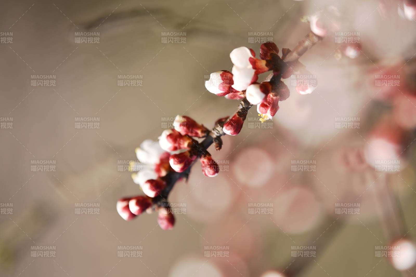 樱花初绽枝头-摄影图