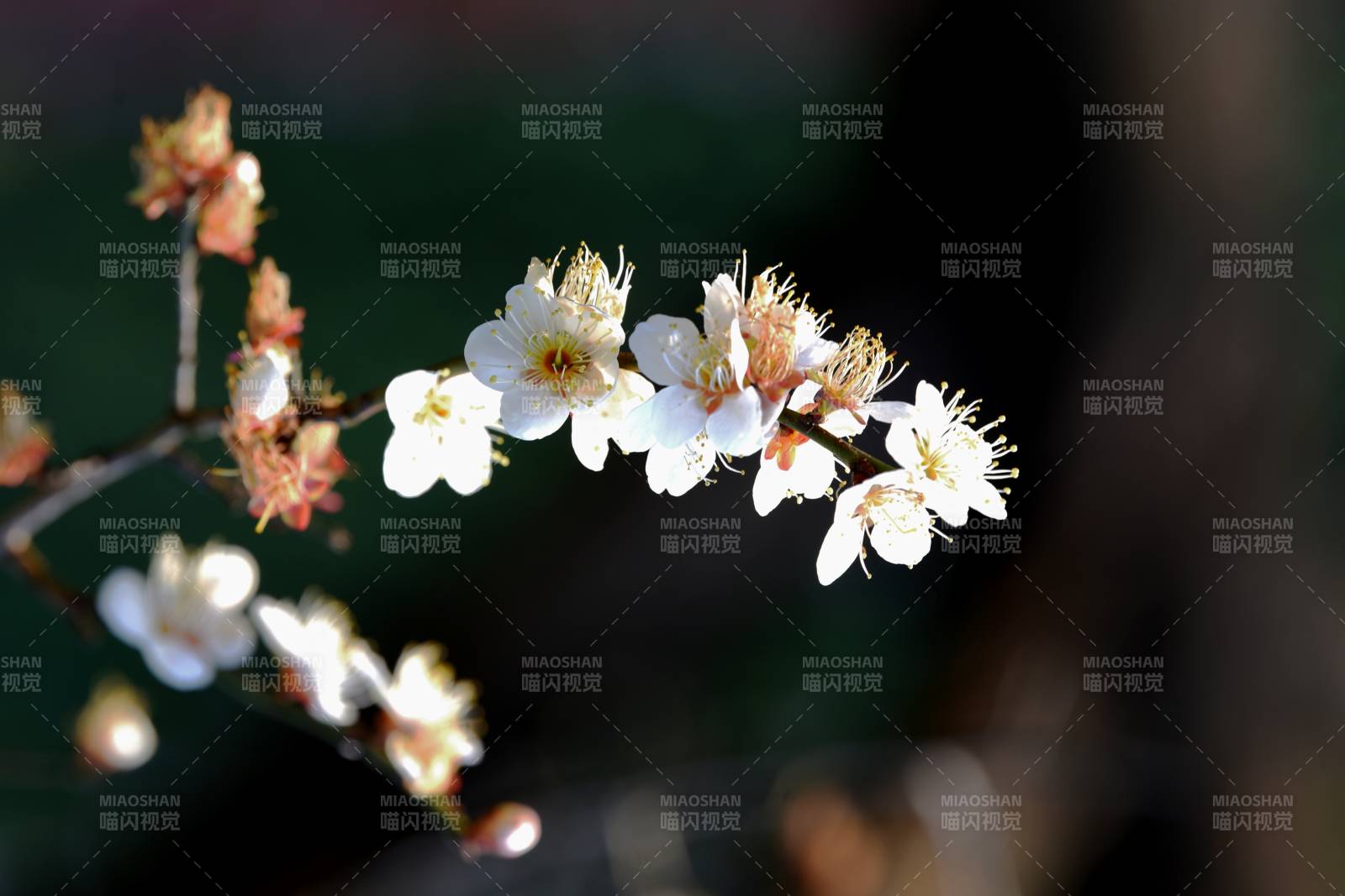 樱花绽放枝头-摄影图