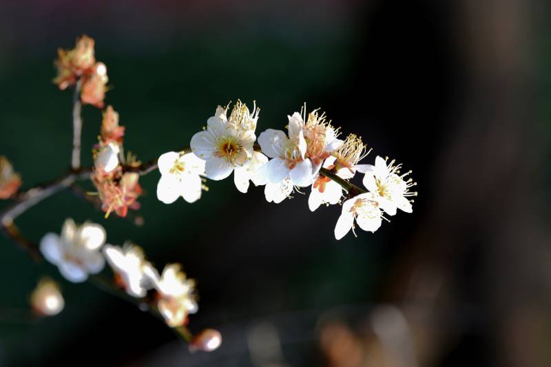 樱花绽放枝头-摄影图