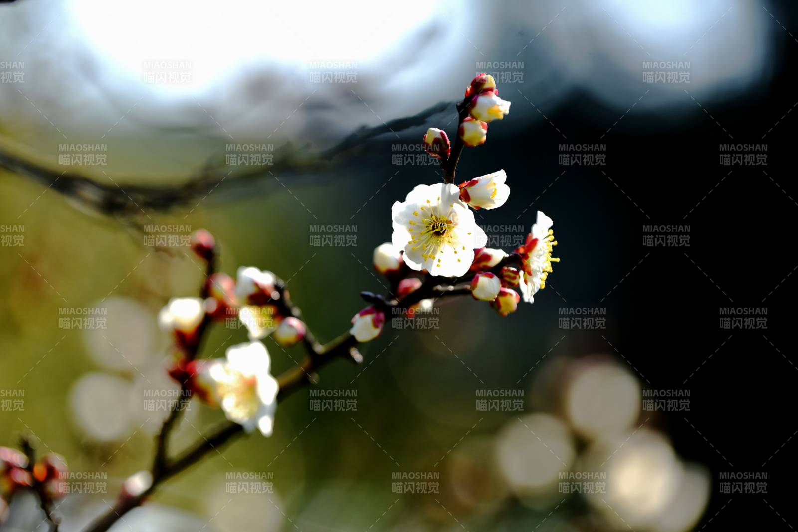 梅花绽放枝头-摄影图