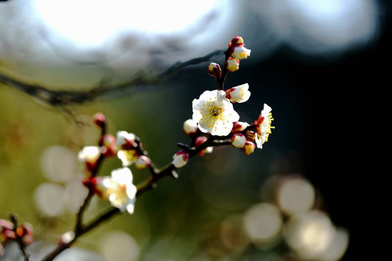 梅花绽放枝头-摄影图