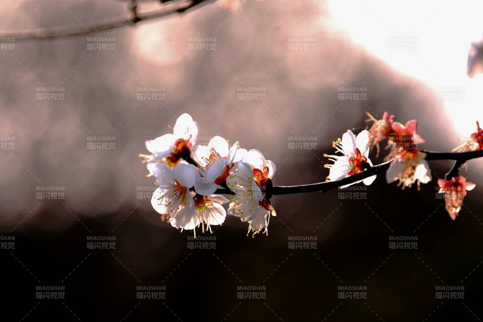 春日花枝绽放-摄影图