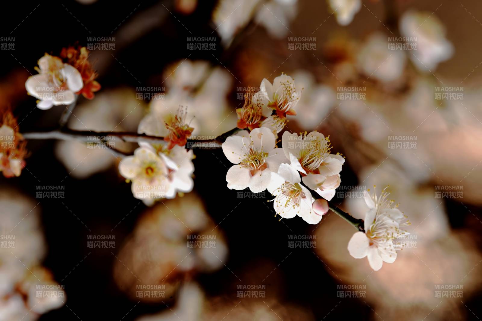 梅花绽放枝头-摄影图