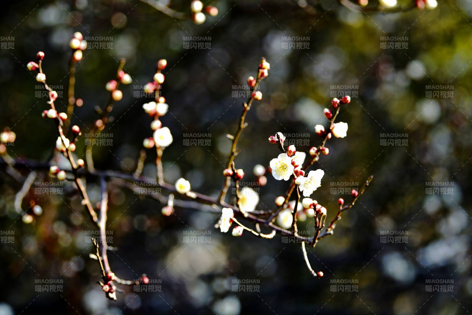 梅花綻放枝頭-攝影圖